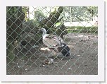 Dierentuin Burgers  Zoo 021 * 3648 x 2736 * (5.83MB)